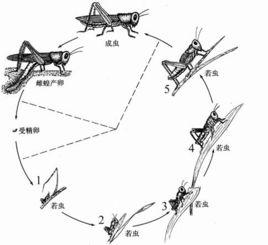 不完全變態發育