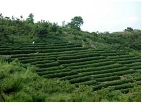 海青綠洲茶葉精品園