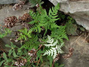 粉背蕨屬