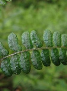 獨龍江蹄蓋蕨（雜種）