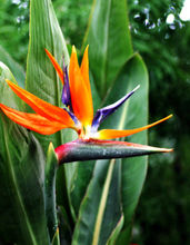 Strelitzia reginae