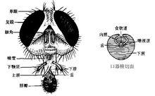 舐吸式口器