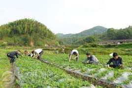 瑤溪村[安徽省休寧縣商山鄉下轄村]