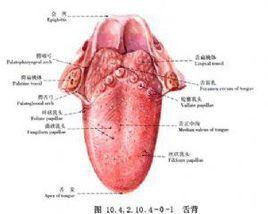 齶部良性腫瘤切除術