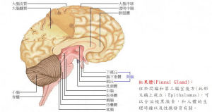 松果體