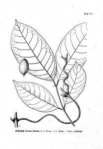 羅浮買麻藤（植物分類學報）圖版119