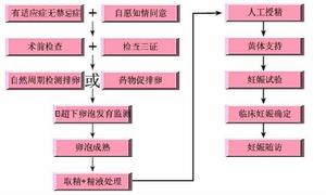 　人工授精的實施過程