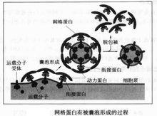 格線蛋白囊泡形成過程