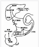 肝腸循環