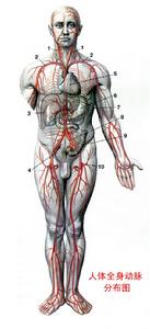 人體動脈分布圖