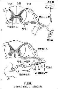 效應器