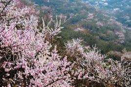 桃花山[山西省靈丘縣山脈]