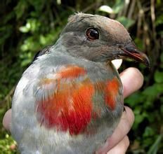 黑耳果鳩