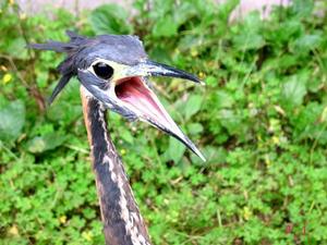 海南虎斑鳩