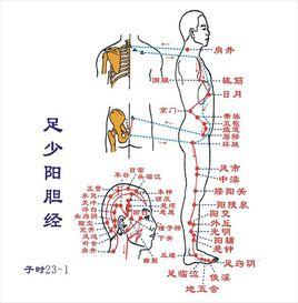 足少陽膽經經絡路線圖