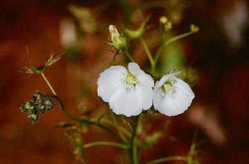 茅膏菜