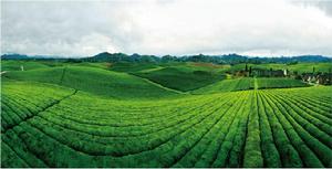 雲貴高原農業