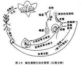 植物比較胚胎學