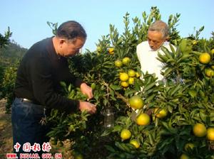 地中海食蠅