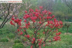 紅花碧桃