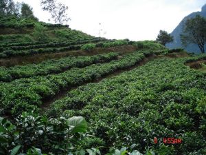 小米地二社村