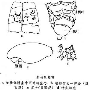 葉附生苔