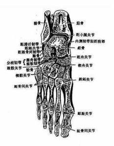 跗骨間關節