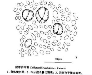 附著美葉藻