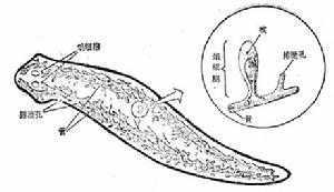 三角渦蟲的排泄系統