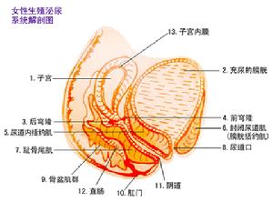 陰道前庭球