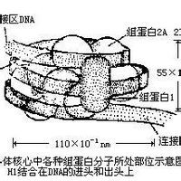 核孔複合體