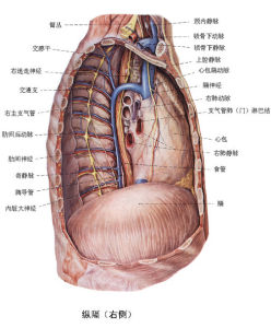 胸腺