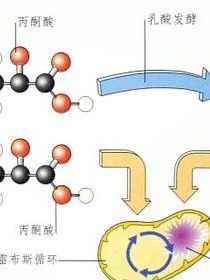 無氧呼吸