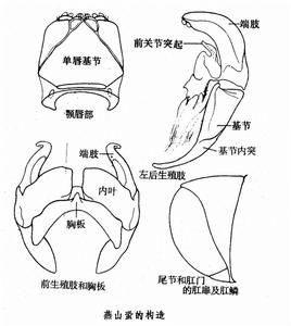 燕山蛩