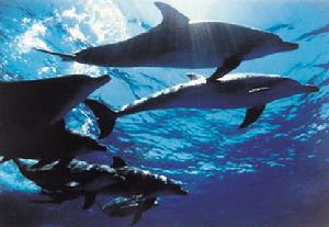 珠江口中華白海豚自然保護區