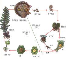 蕨類植物