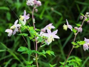 鄂北蕘花