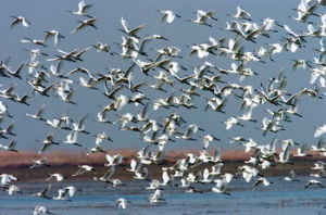 鄱陽湖候鳥國家級自然保護區