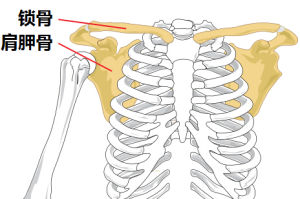 肩胛骨