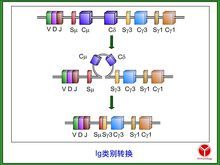 抗體類別轉換