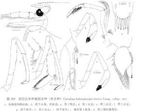 擬巴氏米蝦峨眉亞種