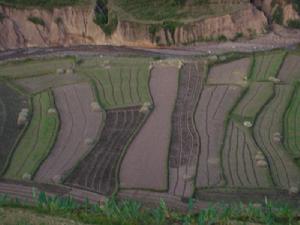 水稻種植業