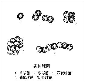 葡萄球菌感染