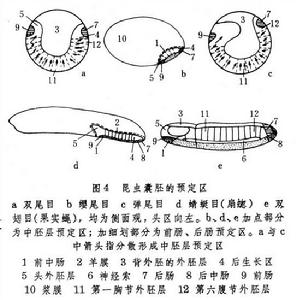 胚胎髮育（昆蟲）