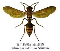 黃星長腳胡蜂 Polistes mandarinus Saussure