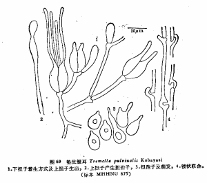 墊生銀耳