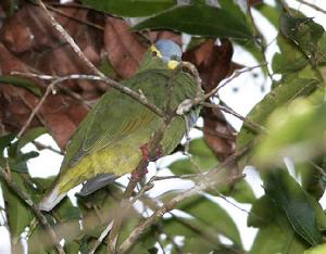 藍頂果鳩