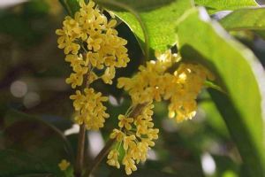 山桂花屬