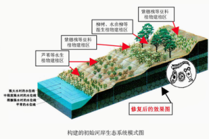 初始河岸生態系統