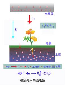 空間電場生物效應